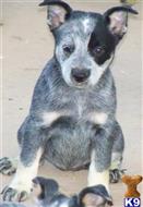australian cattle dog puppy posted by Lookout Farm